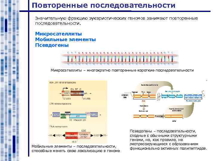 Повторенные последовательности Значительную фракцию эукариотических геномов занимают повторенные последовательности. Микросателлиты Мобильные элементы Псевдогены Микросателлиты