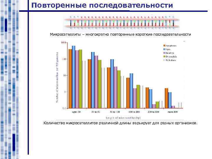 Повторенные последовательности Микросателлиты – многократно повторенные короткие последовательности Количество микросателлитов различной длины варьирует для