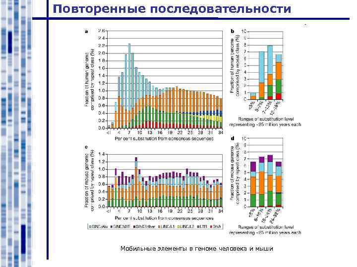 Повторенные последовательности Мобильные элементы в геноме человека и мыши 