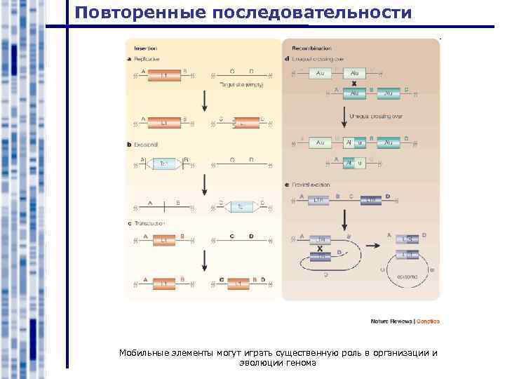 Повторенные последовательности Мобильные элементы могут играть существенную роль в организации и эволюции генома 