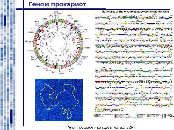 Cell lab как загрузить геном