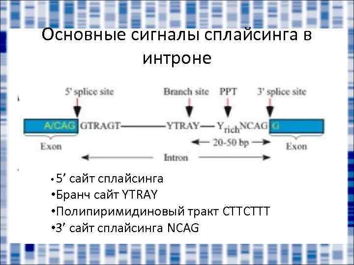 Основные сигналы сплайсинга в интроне • 5’ сайт сплайсинга • Бранч сайт YTRAY •