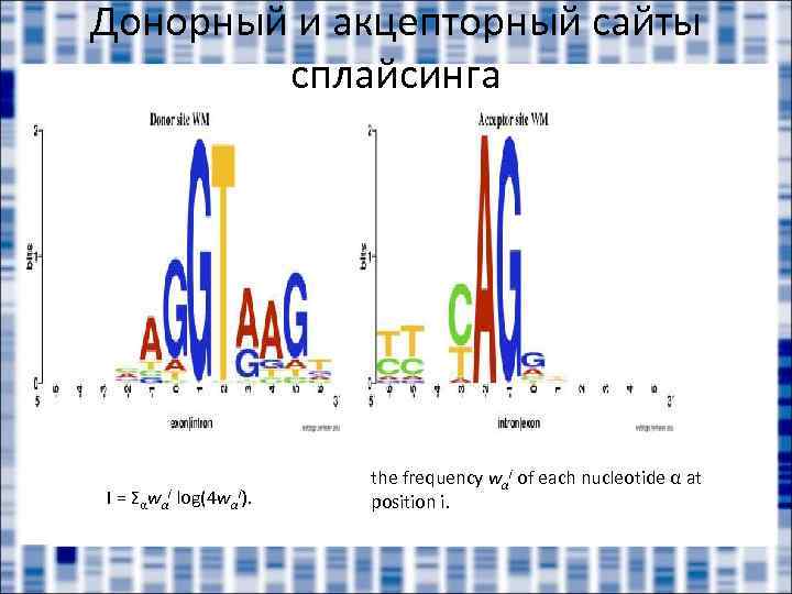 Донорный и акцепторный сайты сплайсинга I = Σαwαi log(4 wαi). the frequency wαi of