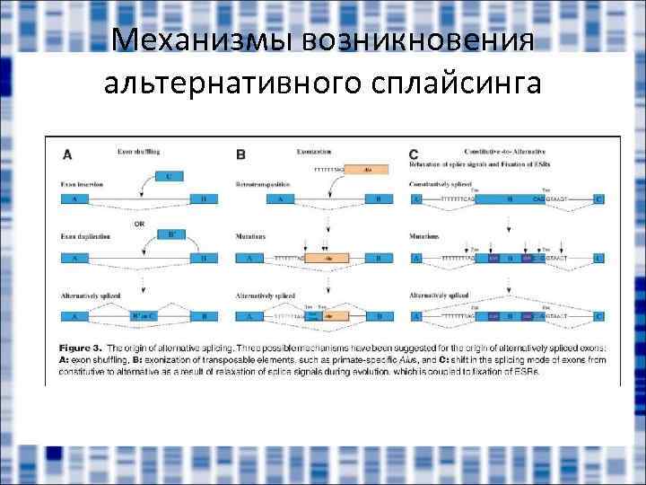 Механизмы возникновения альтернативного сплайсинга 