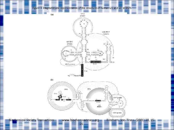 Figure 3 Diagrammatic representation of the structure of human U 1 and U 2