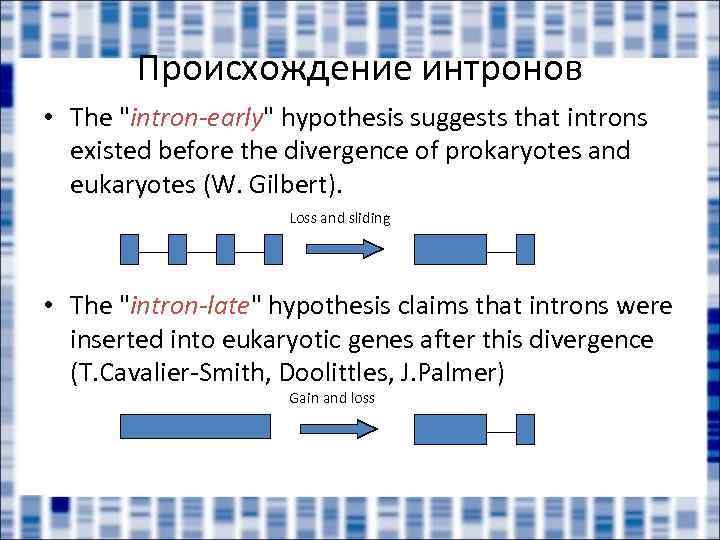 Происхождение интронов • The 