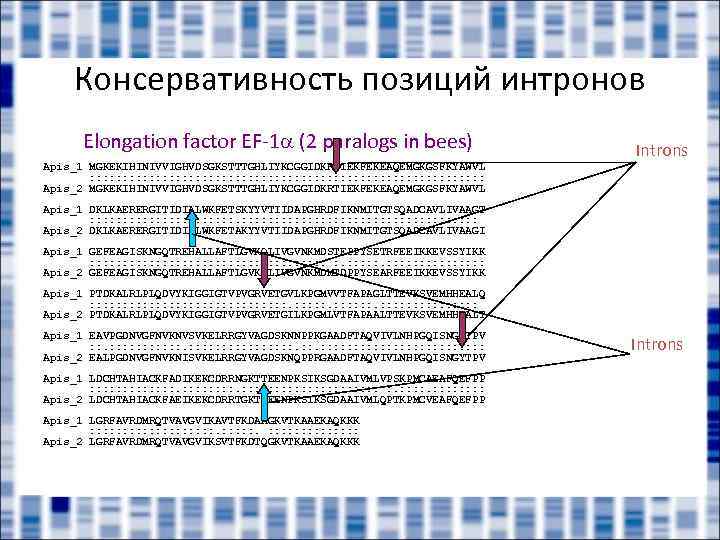 Консервативность позиций интронов Elongation factor EF-1 (2 paralogs in bees) Introns Apis_1 MGKEKIHINIVVIGHVDSGKSTTTGHLIYKCGGIDKRTIEKFEKEAQEMGKGSFKYAWVL :