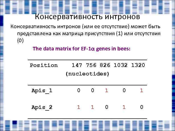 Консервативность интронов (или ее отсутствие) может быть представлена как матрица присутствия (1) или отсутствия