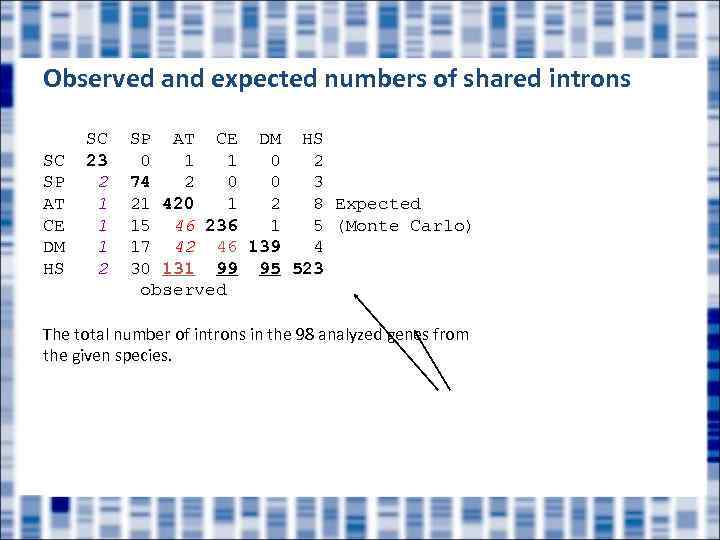Observed and expected numbers of shared introns SC SP AT CE DM HS SC