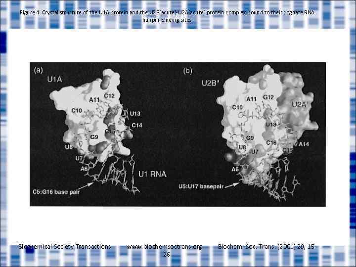 Figure 4 Crystal structure of the U 1 A protein and the U 2