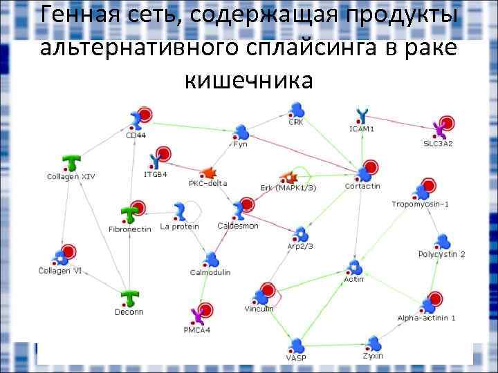 Генная сеть, содержащая продукты альтернативного сплайсинга в раке кишечника 