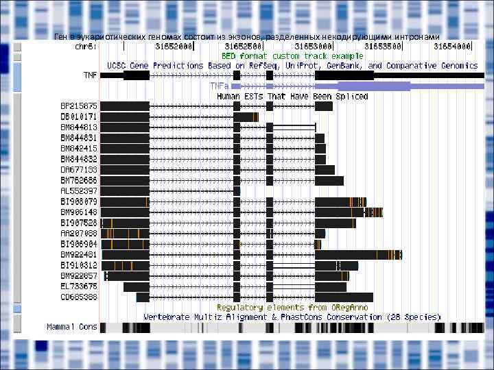 Ген в эукариотических геномах состоит из экзонов, разделенных некодирующими интронами 