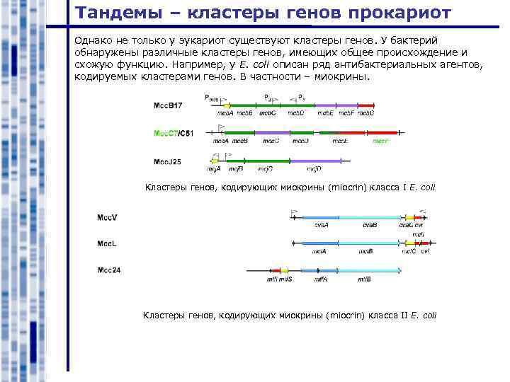 Тандемы – кластеры генов прокариот Однако не только у эукариот существуют кластеры генов. У