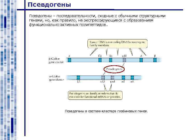 Псевдогены – последовательности, сходные с обычными структурными генами, но, как правило, не экспрессирующиеся с