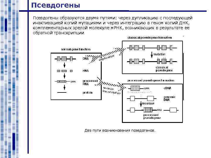 Псевдогены образуются двумя путями: через дупликацию с последующей инактивацией копий мутациями и через интеграцию