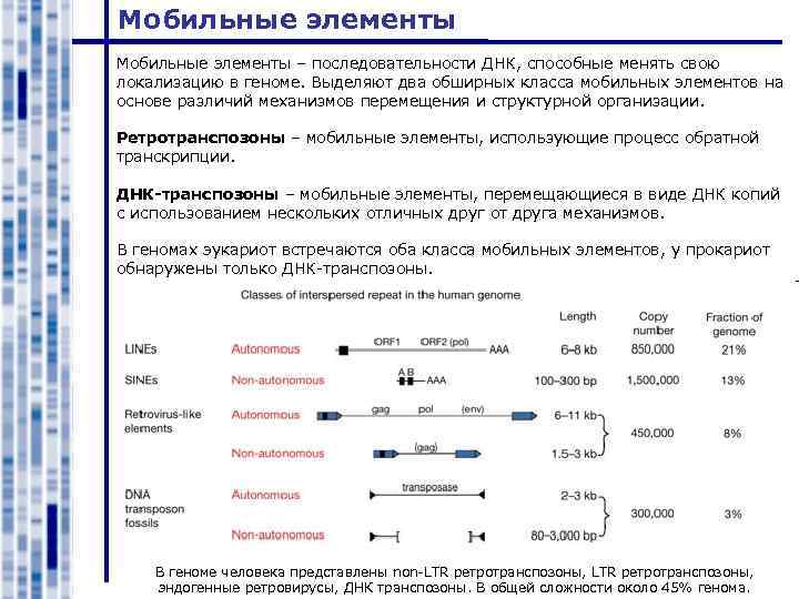 Мобильные элементы – последовательности ДНК, способные менять свою локализацию в геноме. Выделяют два обширных