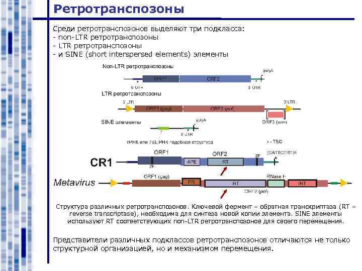 Ретротранспозоны Среди ретротранспозонов выделяют три подкласса: - non-LTR ретротранспозоны - и SINE (short interspersed