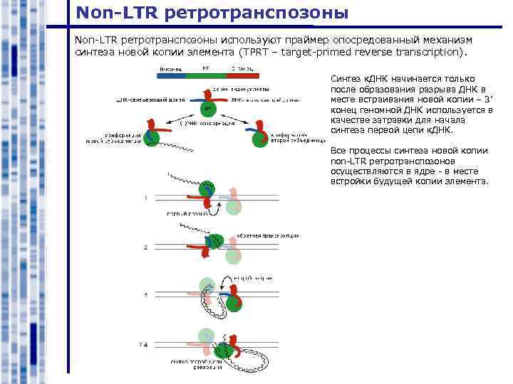 Non-LTR ретротранспозоны используют праймер опосредованный механизм синтеза новой копии элемента (TPRT – target-primed reverse