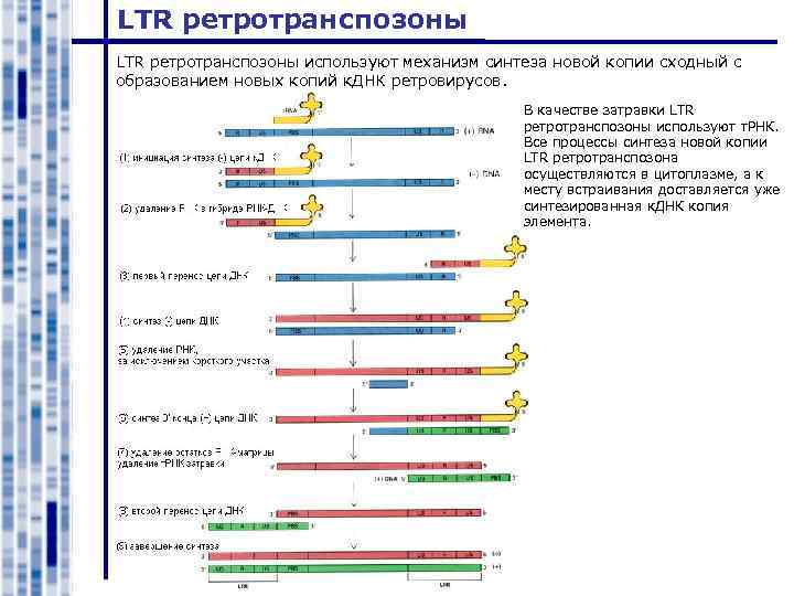 LTR ретротранспозоны используют механизм синтеза новой копии сходный с образованием новых копий к. ДНК