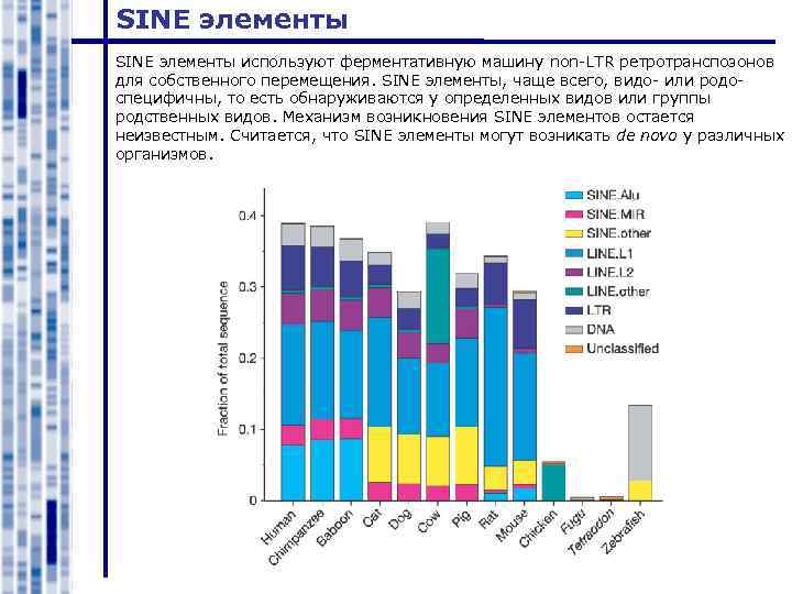 SINE элементы используют ферментативную машину non-LTR ретротранспозонов для собственного перемещения. SINE элементы, чаще всего,