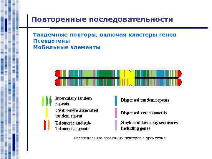 Повторенные последовательности Тандемные повторы, включая кластеры генов Псевдогены Мобильные элементы Распределение различных повторов в