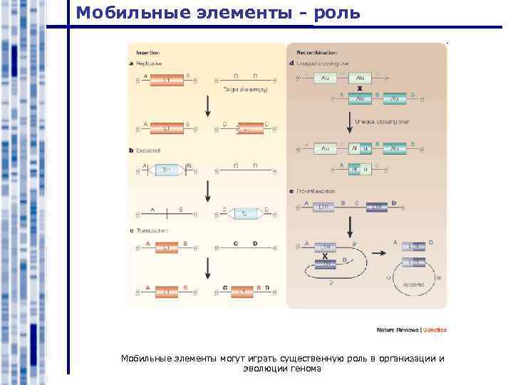 Мобильные элементы - роль Мобильные элементы могут играть существенную роль в организации и эволюции