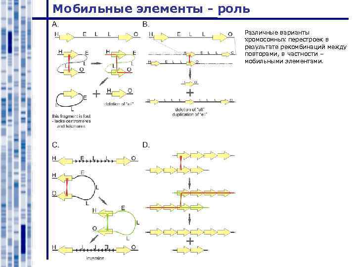 Мобильные элементы - роль Различные варианты хромосомных перестроек в результате рекомбинаций между повторами, в