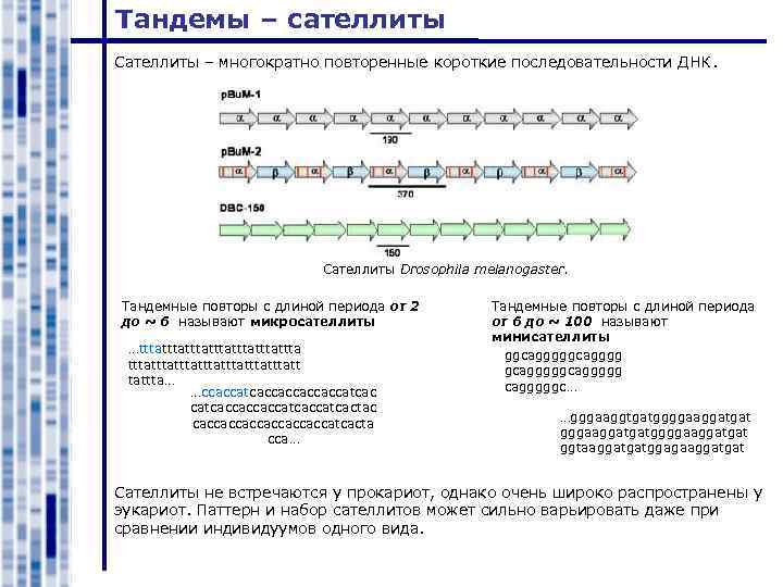 Тандемы – сателлиты Cателлиты – многократно повторенные короткие последовательности ДНК. Сателлиты Drosophila melanogaster. Тандемные