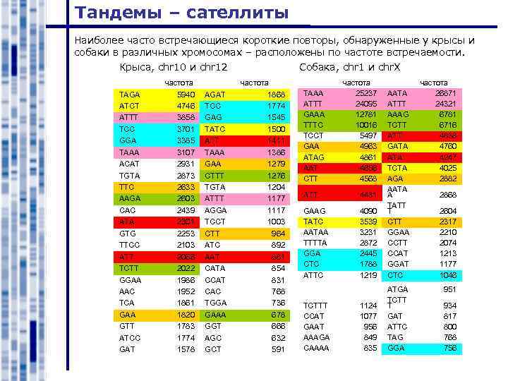 Тандемы – сателлиты Наиболее часто встречающиеся короткие повторы, обнаруженные у крысы и собаки в