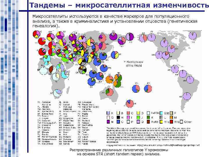 Тандемы – микросателлитная изменчивость Микросателлиты используются в качестве маркеров для популяционного анализа, а также