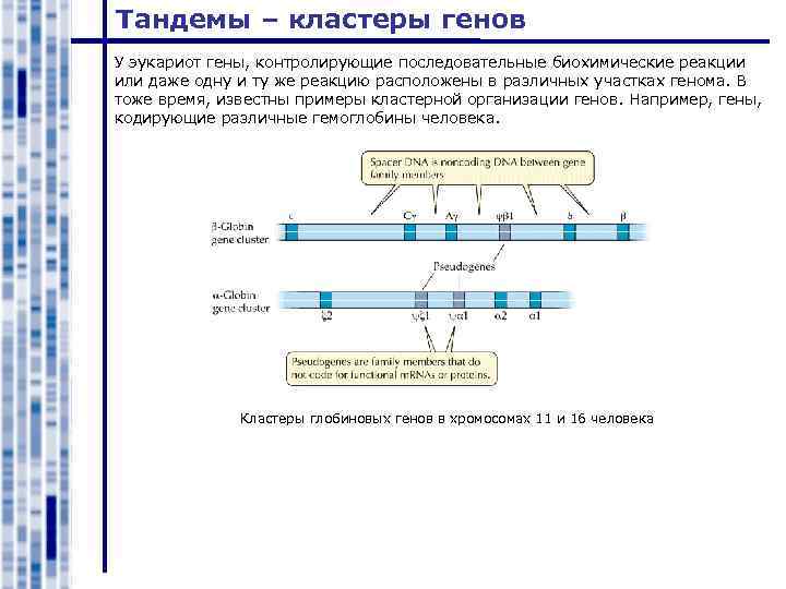 Тандемы – кластеры генов У эукариот гены, контролирующие последовательные биохимические реакции или даже одну