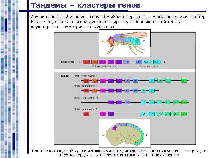 Тандемы – кластеры генов Самый известный и активно изучаемый кластер генов – Hox кластер