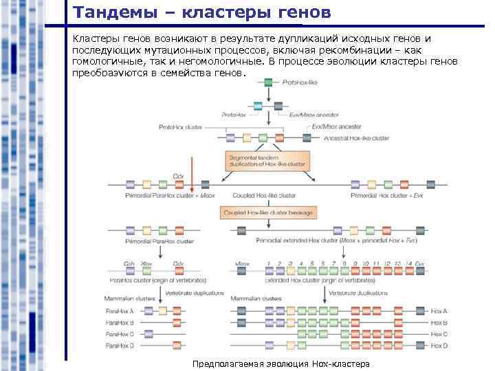 Тандемы – кластеры генов Кластеры генов возникают в результате дупликаций исходных генов и последующих