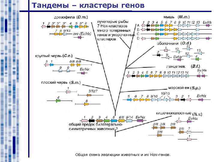 Тандемы – кластеры генов Общая схема эволюции животных и их Hox-генов. 