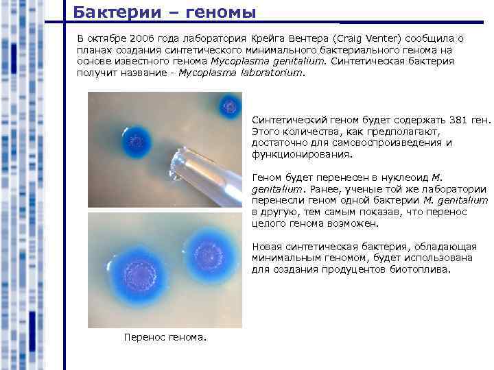 Бактерии – геномы В октябре 2006 года лаборатория Крейга Вентера (Craig Venter) сообщила о