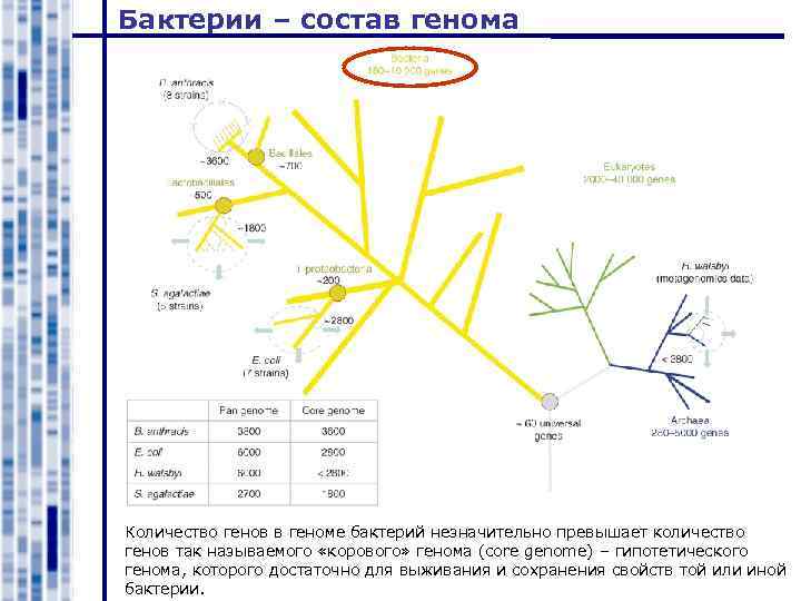Бактерии – состав генома Количество генов в геноме бактерий незначительно превышает количество генов так