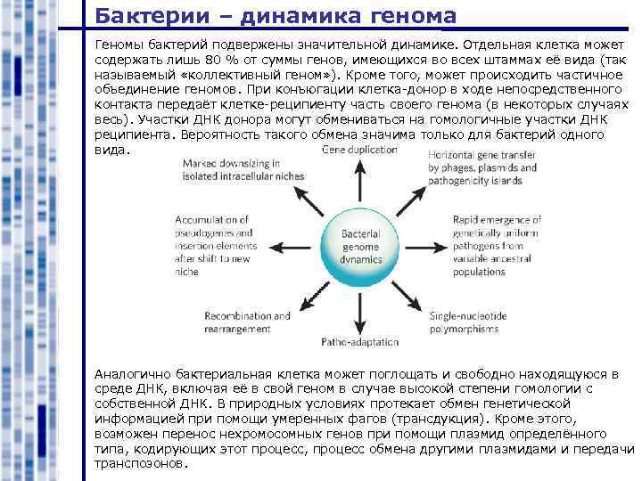 Бактерии – динамика генома Геномы бактерий подвержены значительной динамике. Отдельная клетка может содержать лишь