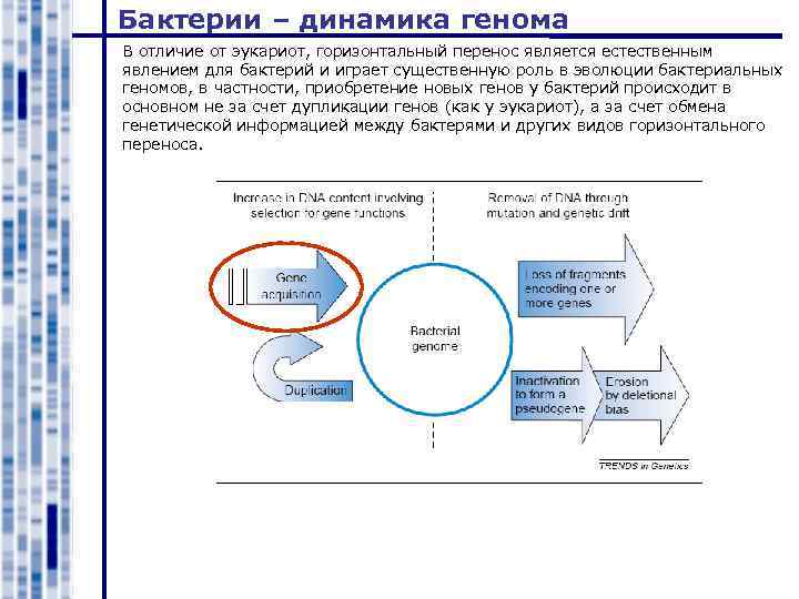 Бактерии – динамика генома В отличие от эукариот, горизонтальный перенос является естественным явлением для