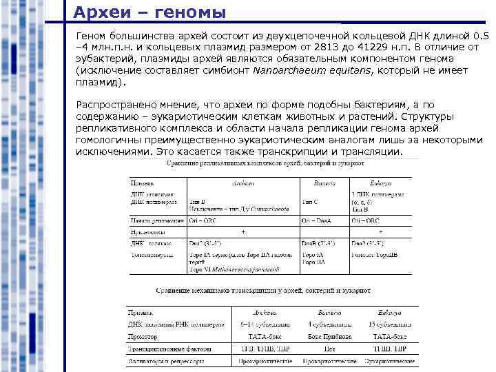 Археи – геномы Геном большинства архей состоит из двухцепочечной кольцевой ДНК длиной 0. 5