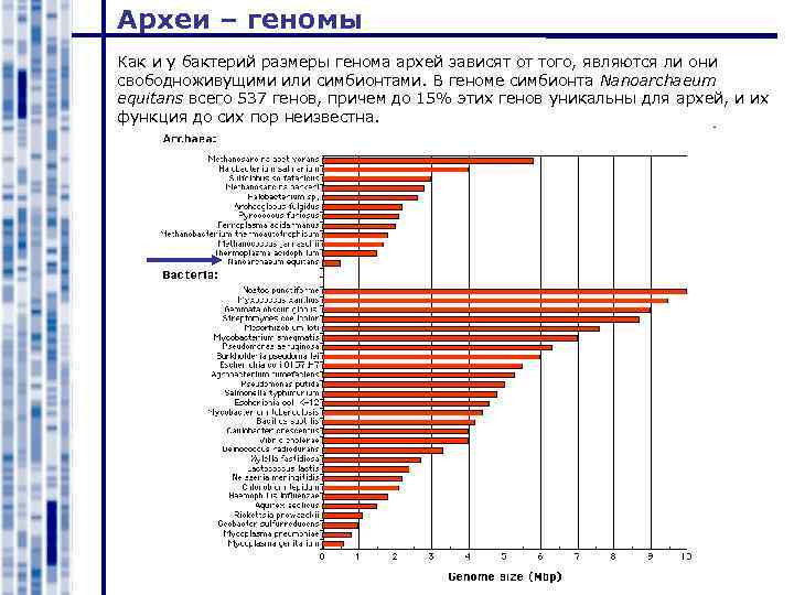 Археи – геномы Как и у бактерий размеры генома архей зависят от того, являются