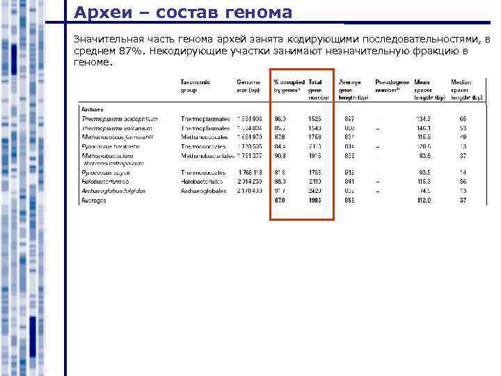 Археи – состав генома Значительная часть генома архей занята кодирующими последовательностями, в среднем 87%.
