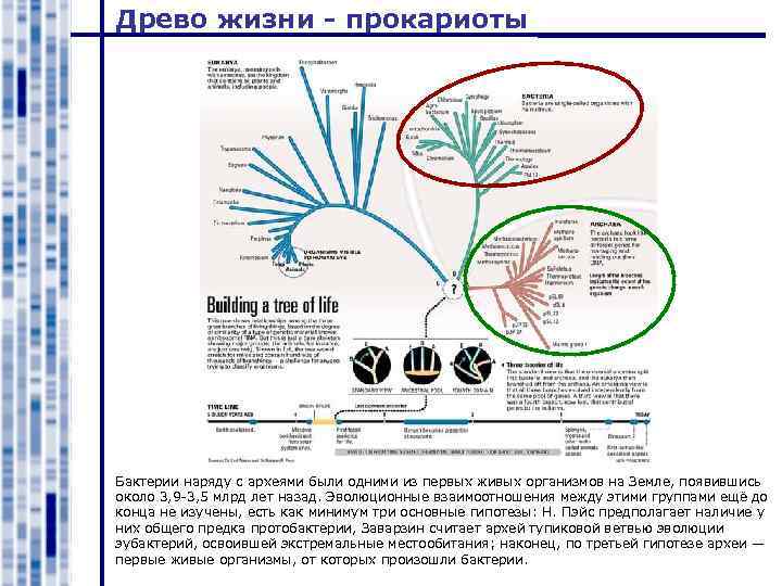 Древо жизни - прокариоты Бактерии наряду с археями были одними из первых живых организмов