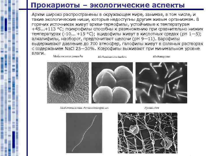 Архебактерии 7 класс презентация