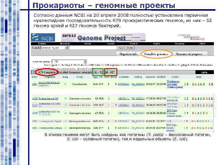Прокариоты – геномные проекты Согласно данным NCBI на 20 апреля 2008 полностью установлена первичная