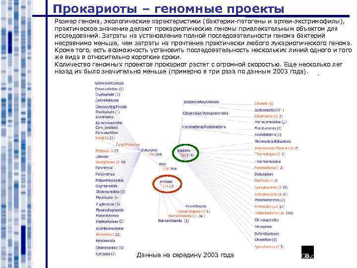 Прокариоты – геномные проекты Размер генома, экологические характеристики (бактерии-патогены и археи-экстримофилы), практическое значение делают