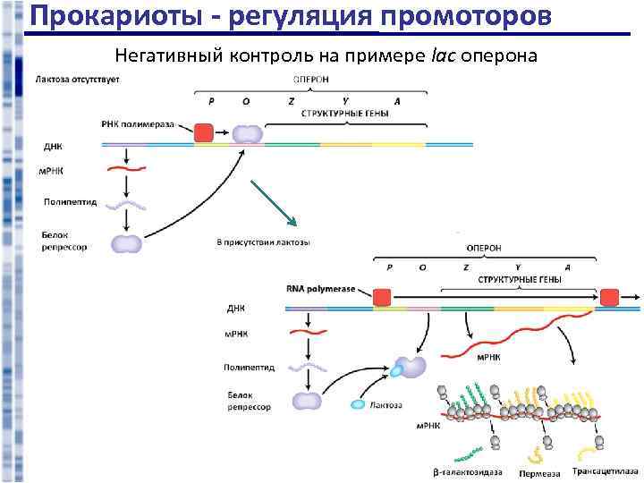 Схема строения оперона у прокариот