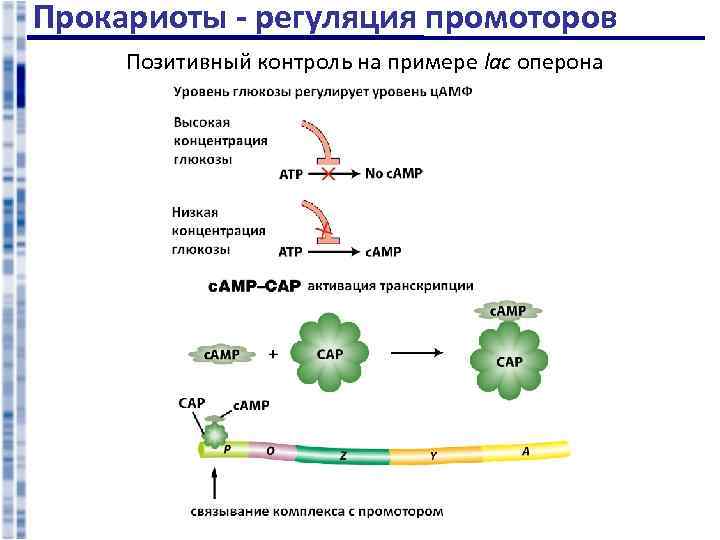 Разделение прокариот и эукариот