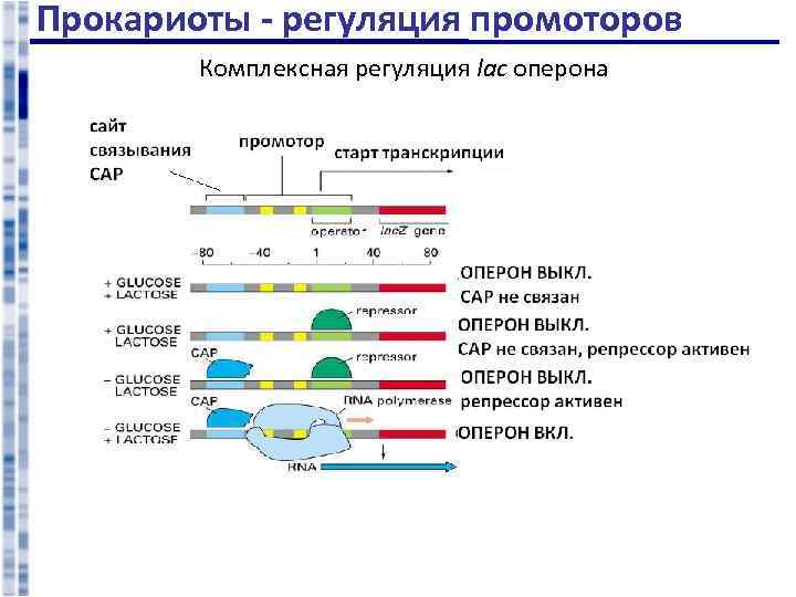 Промотор оперона