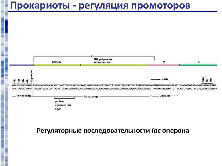 Прокариоты - регуляция промоторов Регуляторные последовательности lac оперона 