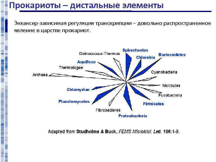 Прокариоты – дистальные элементы Энхансер-зависимая регуляция транскрипции – довольно распространенное явление в царстве прокариот.